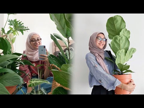 Video: Bunga Syngonium: penerangan, foto, penjagaan di rumah