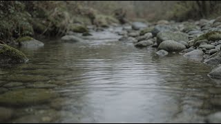 Quiet Stream Continuum 🌊 | Healing Ambient Music for Deep Calm & Meditation