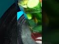 الخيار المخلل السريع الخيار المخلل السريع