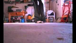 TrIpS(SyLo) - The Ghetto C-Walk