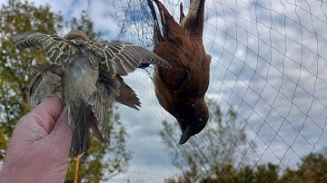 The correct way to set up an air net trap. And trying it...100% perfect.