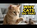 Your Cat Isn't Being Weird—Here's Why