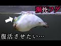瀕死のフグを１週間飼育した結果…
