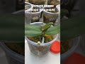 Пересадка Орхидеи из семян
