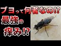【ゆっくり】危険な猛毒!ブヨの恐ろしい生態とは⁉