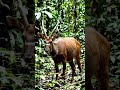 #saola #criticallyendangered #endangeredspecies #savenature #savenaturesn #iucn