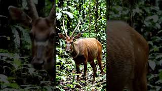 #saola #criticallyendangered #endangeredspecies #savenature #savenaturesn #iucn