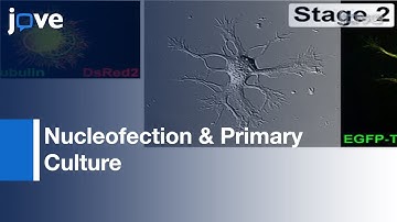 Nucleofection & Primary Culture Of Embryonic Mouse Hippocampal & Cortical Neurons l Protocol Preview
