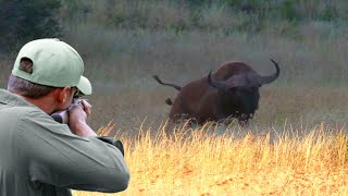 One of the most amazing scenes of wild hunting with professional hunters