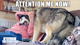 My Husky Annoys My Mum While She’s on the Phone!