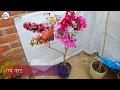 Multiple grafting Bougainvillea