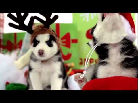 Husky Puppies Play in Winter Wonderland