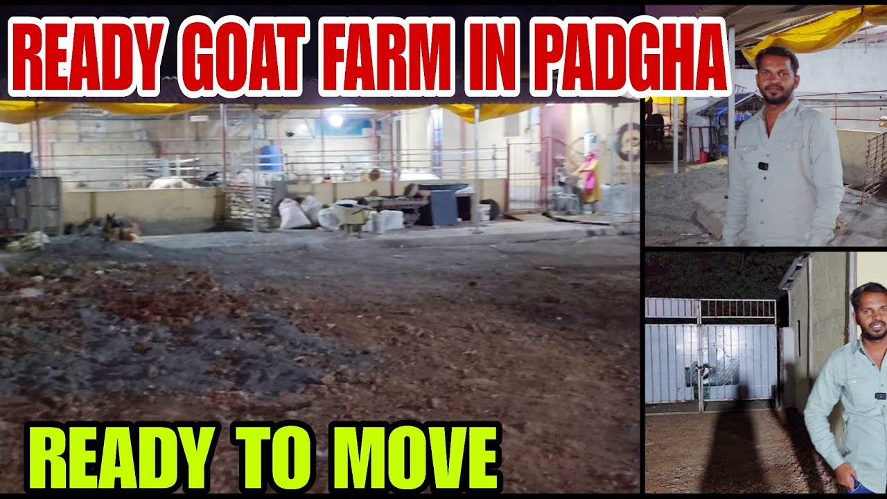 Ready Goat Farm For Sale In Padgha Near Rk Goat Farm