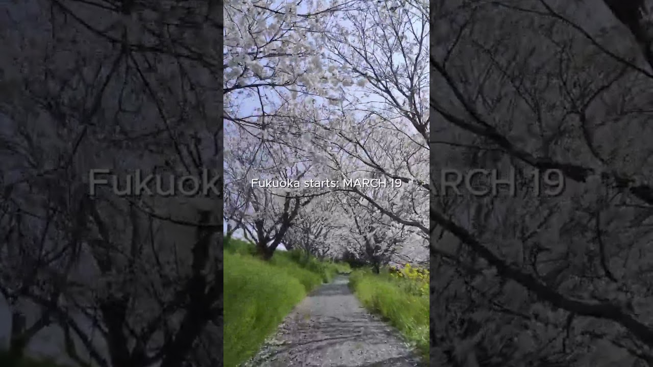 Sakura 2026: Fukuoka Official Dates! 🌸 - YouTube
