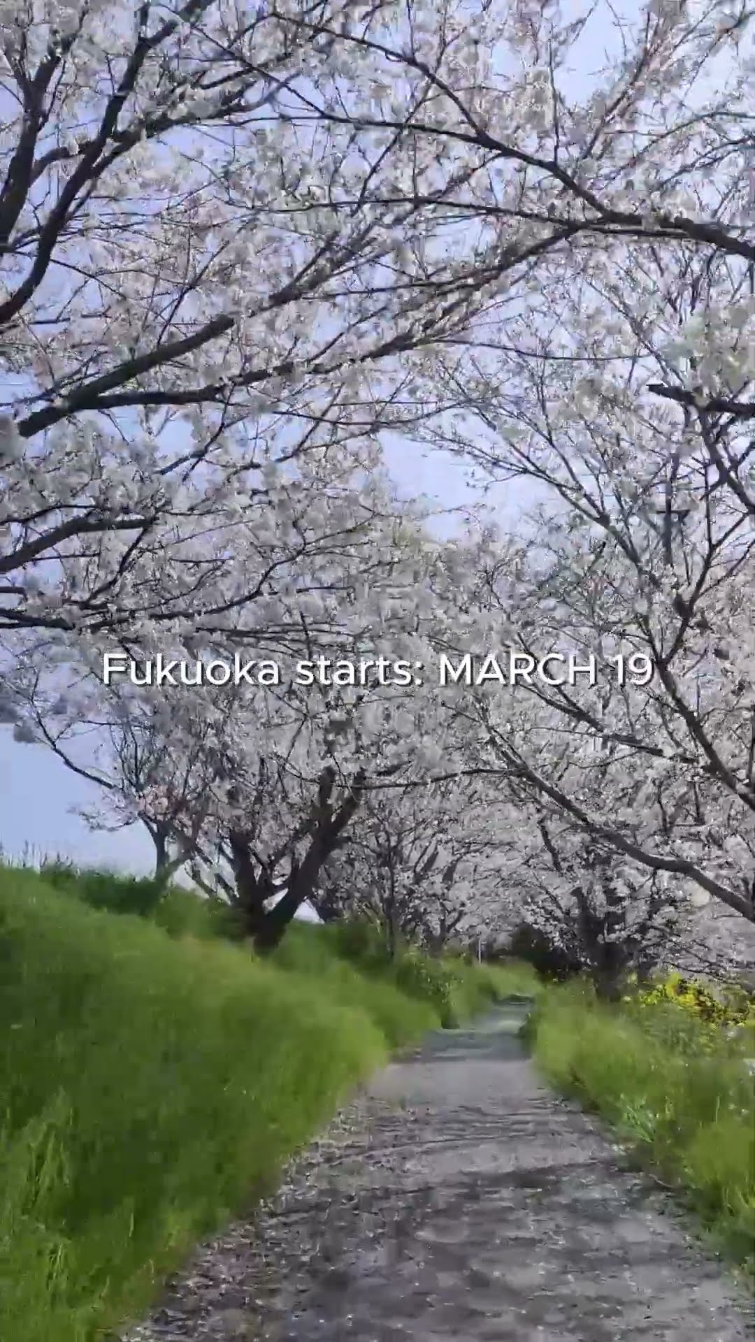 Sakura 2026: Fukuoka Official Dates! 🌸 - YouTube