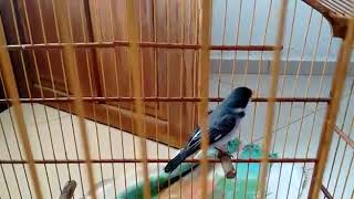 Golado bom azulao puro**