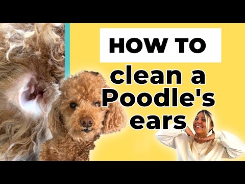3 Easy Steps to Clean Poodles Ears