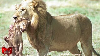 Momen Paling Menakutkan Singa Kelaparan Melakukan Kanibalisme... Ini Yang Terjadi Selanjutnya !!
