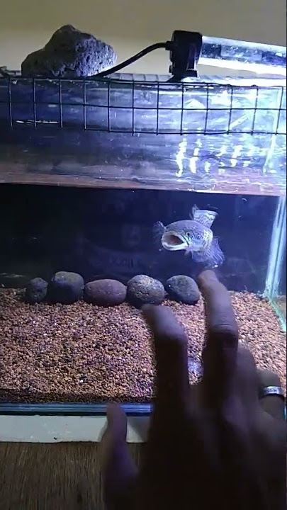 CHANNA AURANTI GONDRONG  15KM MANGAP MANGAP...😱😱😱👏👏👏AJIIIBBBB...#channaauranti #shorts #channa