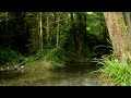 Embrace Peace with Soothing Stream Sounds from the Heart of the Forest