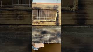 #chickens #builditright #viralvideo #midlifemeadows
