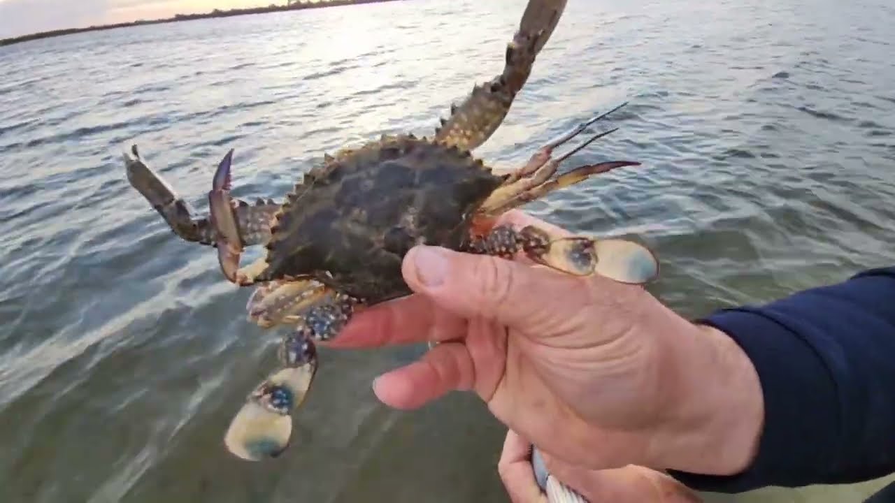 How To Catch Blue Swimmer Blue Manna And Blue King Crabs Fishing With how-to-catch-blue-swimmer-blue-manna-and-blue-king-crabs-fishing-with