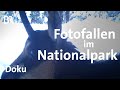 Tiere: Fotofallen im Nationalpark Berchtesgaden | Zwischen Spessart und Karwendel | Doku | BR