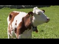 Swiss Cows 4K UHD
