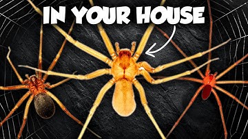 America’s Most Venomous Spiders - The Recluses 