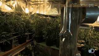 Weed on Wheels | The Blue Grass Boys