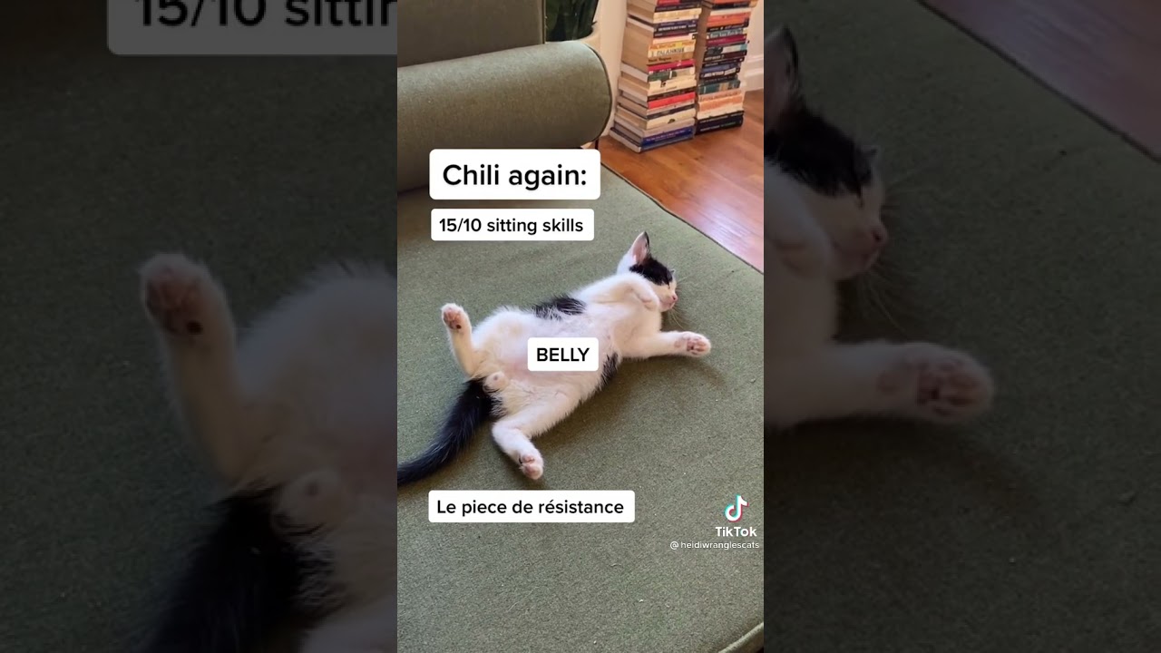 Rating how these silly cats sit