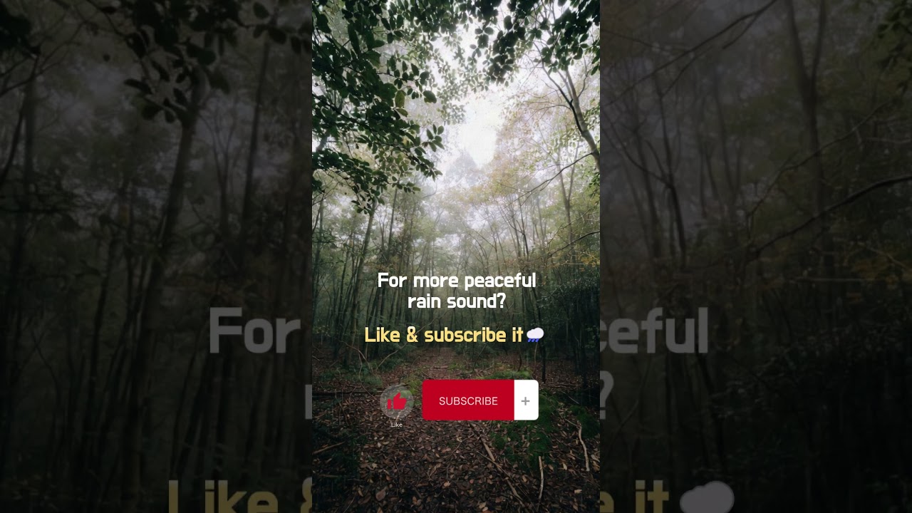 Soft Rain and Deep Forest Calm