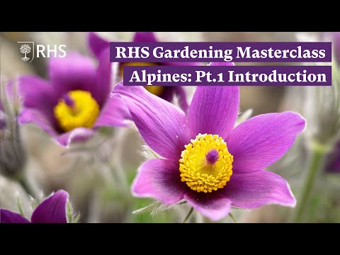 An introduction to Alpines | RHS Gardening Masterclass: Alpines Pt.1 | The RHS