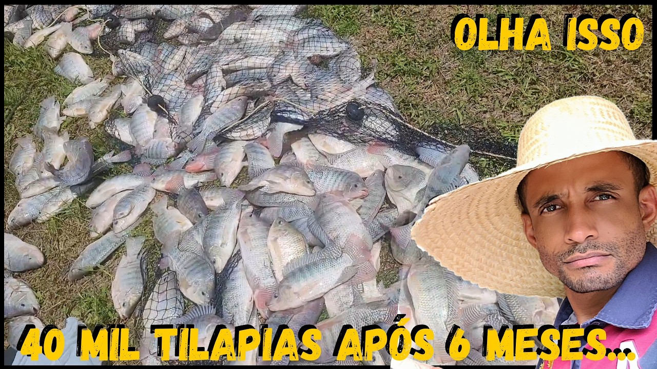 Vamos visitar uma Piscicultura onde tem PEIXE com FORÇA #rural #family  @FAMÍLIA TILÁPIA Minha Vida !