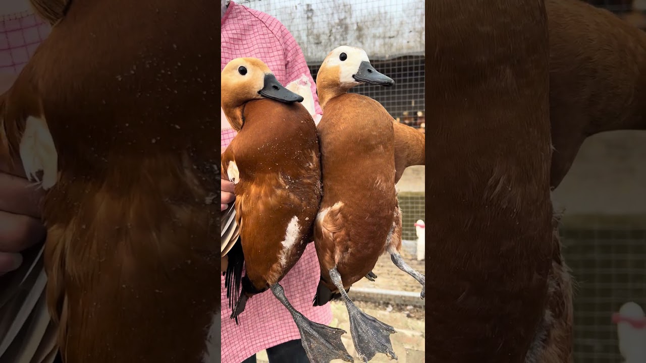 It is not easy to breed red-crested duck