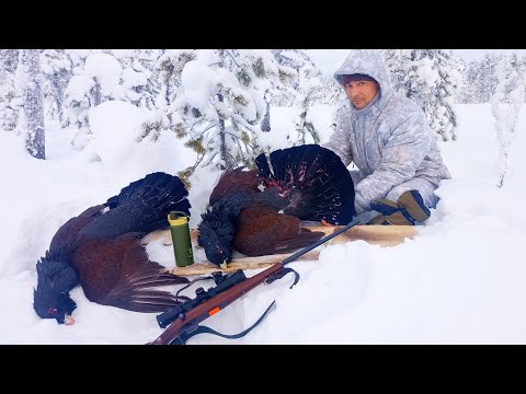 СЛАБОНЕРВНЫМ БУДЕТ СНИТЬСЯ! ОХОТА НА ГЛУХАРЯ С МЕЛКАШКОЙ / ЭПИЧНЫЕ КАДРЫ ИЗ ЗИМНЕЙ ОХОТЫ НА ПТИЦУ.