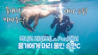 물개한테 머리 물렸어요! [멕시코 라파즈]물개투어송현씨필름 : [La Paz] The Sea Lion Bit My Head!