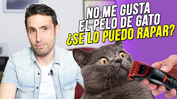 ¿Puedes afeitar a tu gatito?