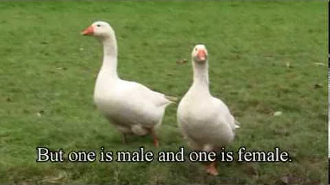 How To Tell The Difference Between A Goose And A Gander