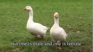 How To Tell The Difference Between A Goose And A Gander