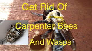 Get Rid of Carpenter Bees And Wasps