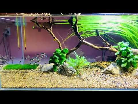 Video Moss green tiger barb - xecan xanh bơi đàn • • - youtube