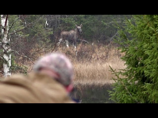 Hunting moose with Kristoffer Clausen, S.1 Episode 3. class=