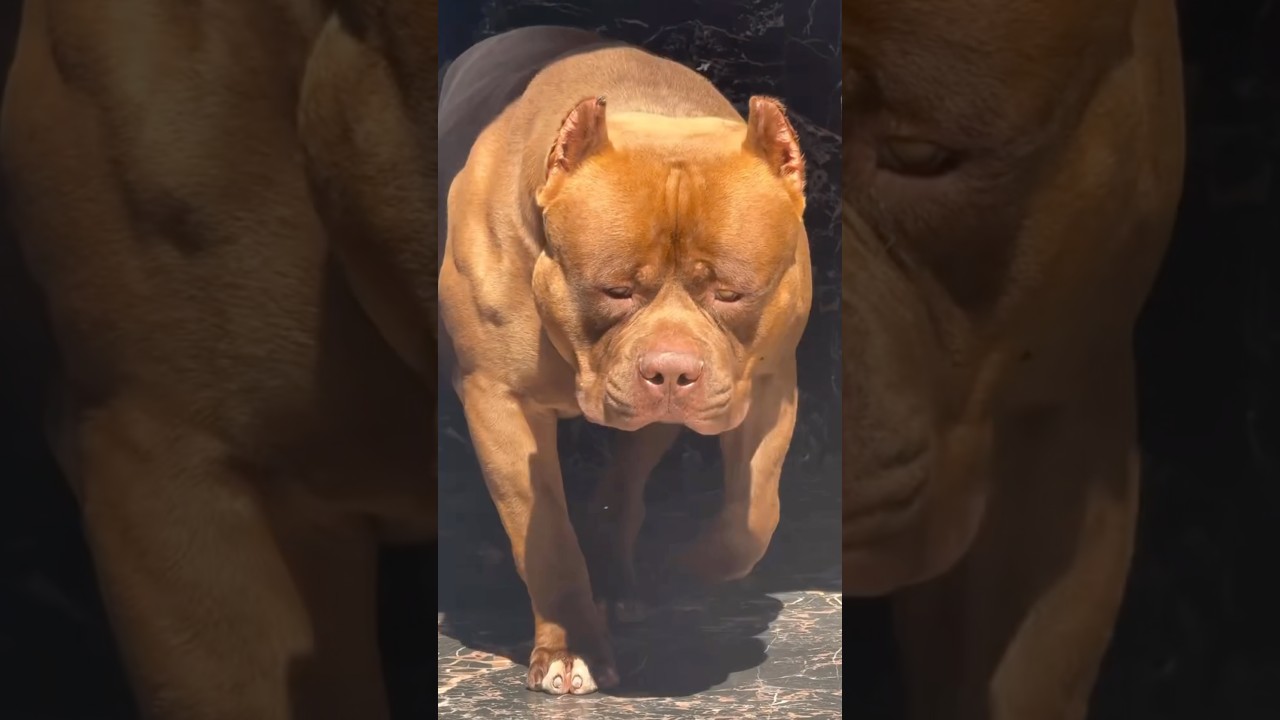 🐶🔥 This Pitbull's Unexpected Move Left Everyone Speechless