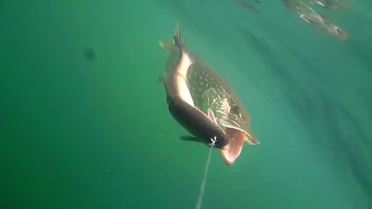 Pike is on!!! 3D Line Thru Roach did a great job