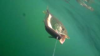 Pike Is On 3D Line Thru Roach Did A Great Job