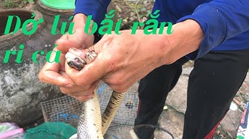 Dở lú bắt được rắn ri cá khủng | cuộc sống Miền Nam