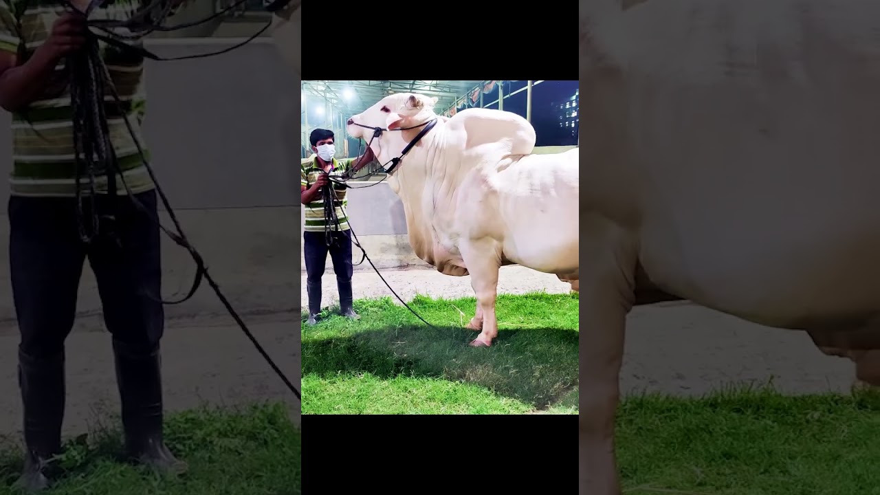 Nukra bull from Brownie's Ranch