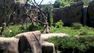 Conga chimps 3!