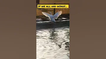 IF WE ALL HAD WINGS....😇 #shorts #youtubeshorts #shortvideo #pets #animals #duck #wings